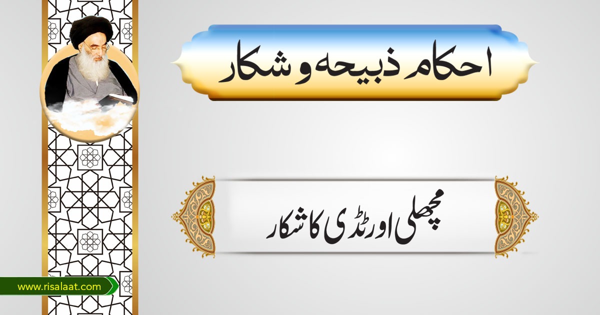 مچھلی اورٹڈی کاشکار